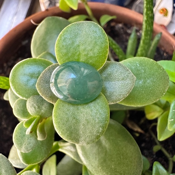7.35 CT Natural Myanmar Jadeite Jade A Type loose gemstone. - Picture 5 of 14
